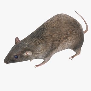 rat mammals animal 3D