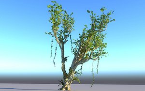 Rain Forest Ecosystems Animated