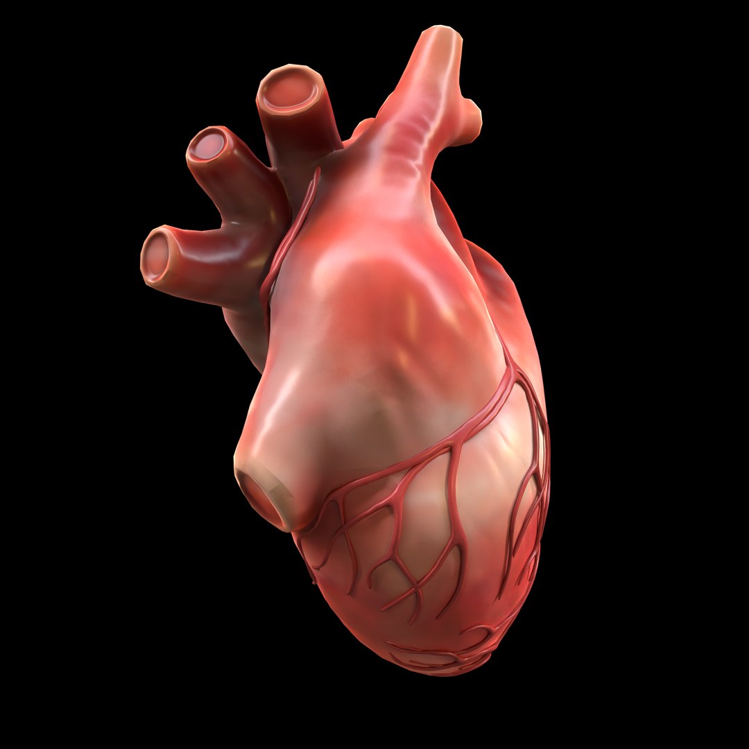 Modeled Human Heart Model - TurboSquid 1655091