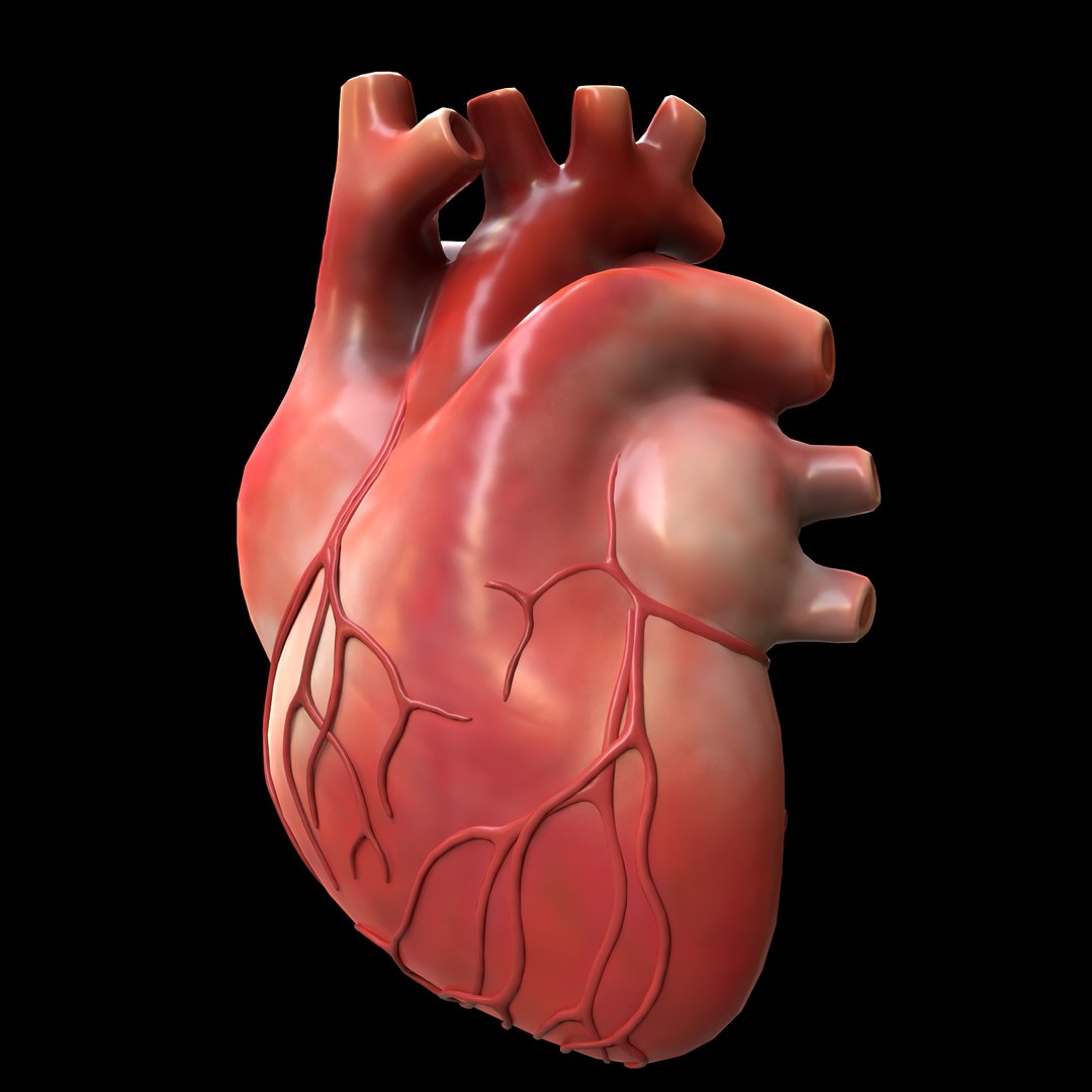 Modeled Human Heart Model - TurboSquid 1655091