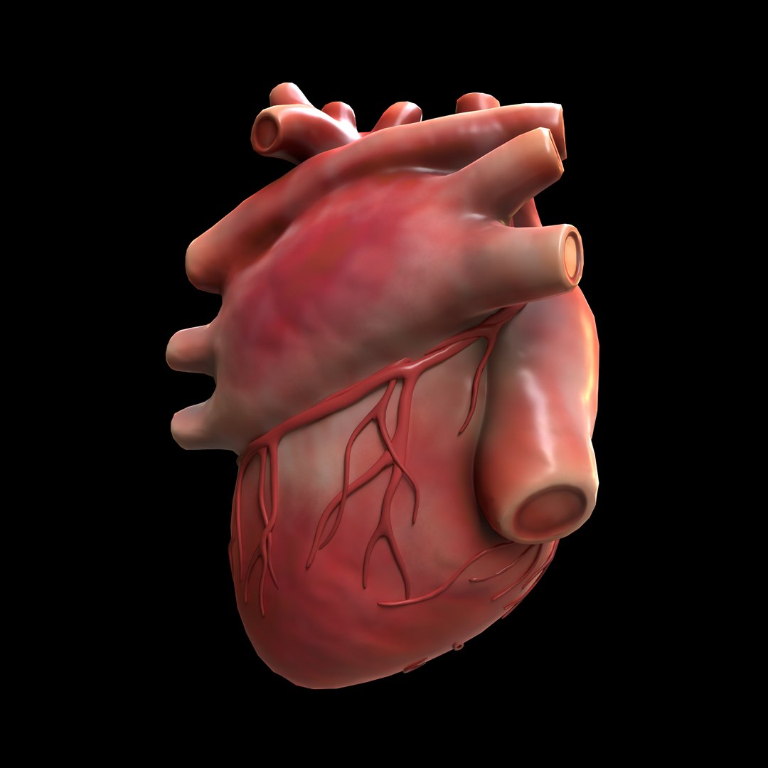 Modeled human heart model - TurboSquid 1655091