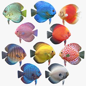 Discus Fish Collection