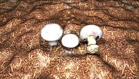 Agaricus_bisporus