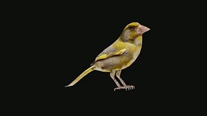 greenfinch
