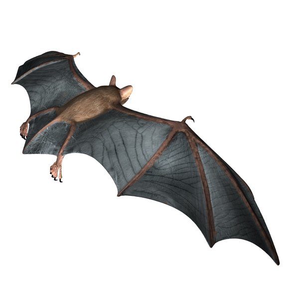 greater mouse-eared bat 3ds
