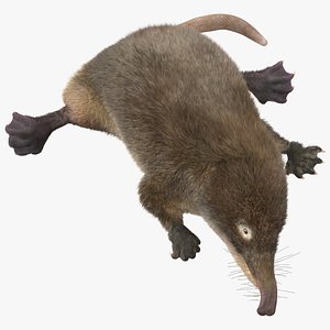 Russian Desman Fur Rigged 3D model