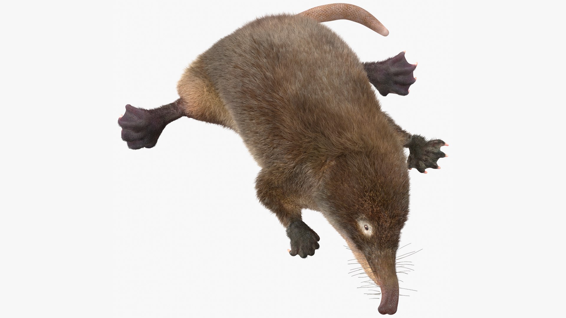 Russian Desman Fur Rigged 3D model preview