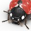 3d model ladybug bug lady