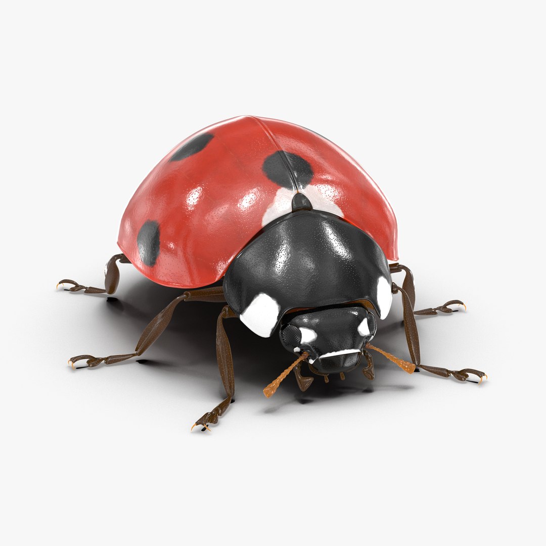 LadyBug 3D model preview