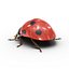 3d model ladybug bug lady