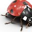 3d model ladybug bug lady