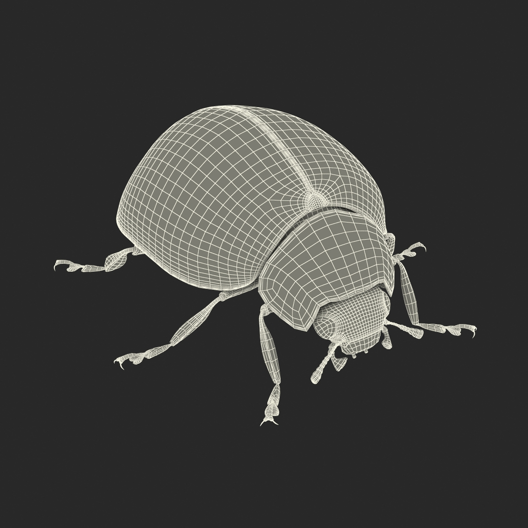 3d Model Ladybug Bug Lady