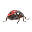 3d model ladybug bug lady