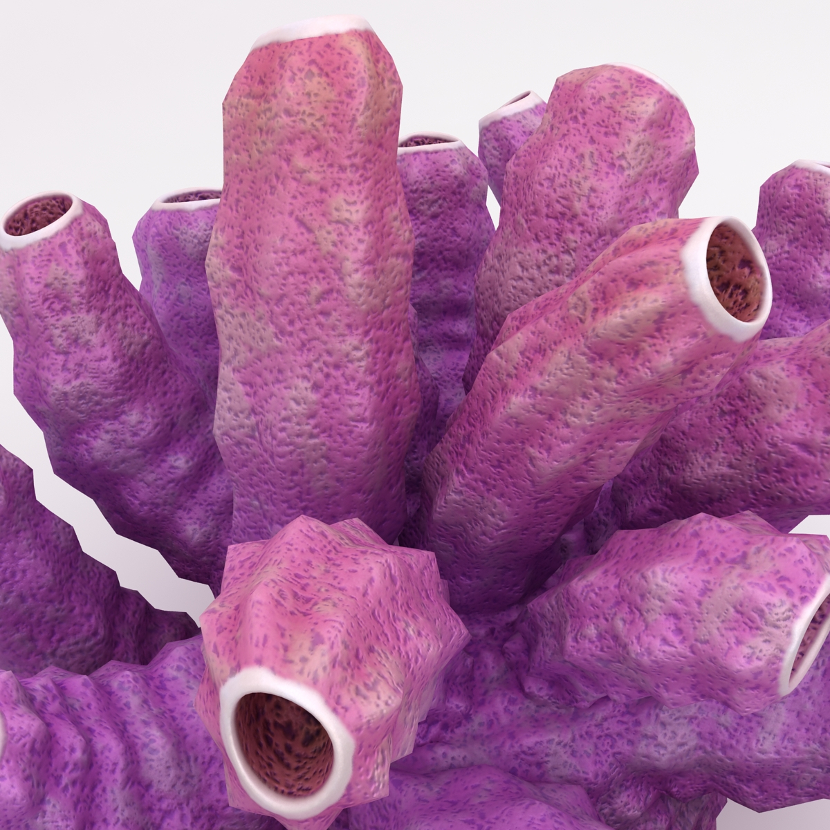 sea sponges 3d model