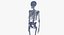 real human male skeleton bones model