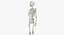 real human male skeleton bones model