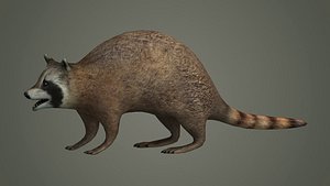 Raccoon animal rodent animal dog mammal nature kitty 3D model