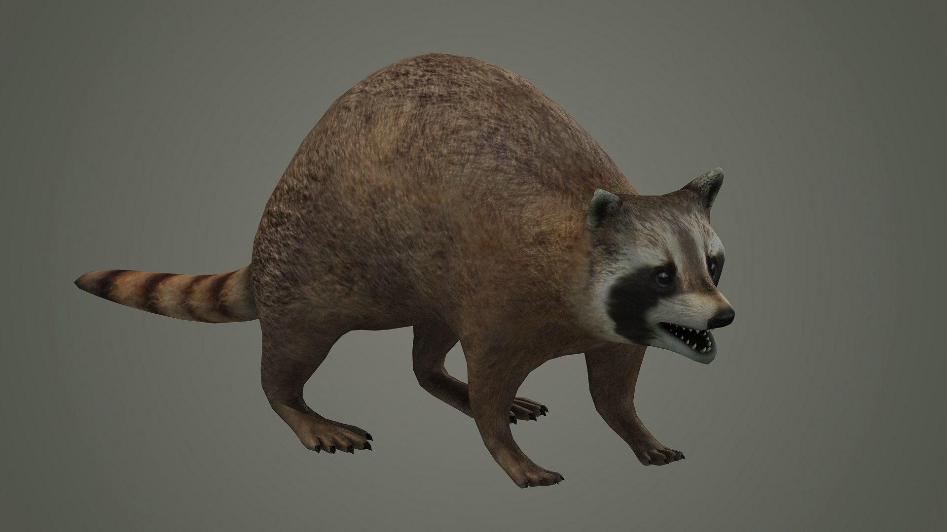 Raccoon Animal Rodent Animal Dog Mammal Nature Kitty 3D Model ...