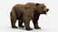 Brown Bear