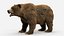 Brown Bear