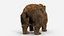 Brown Bear