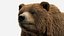 Brown Bear