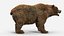 Brown Bear