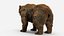Brown Bear