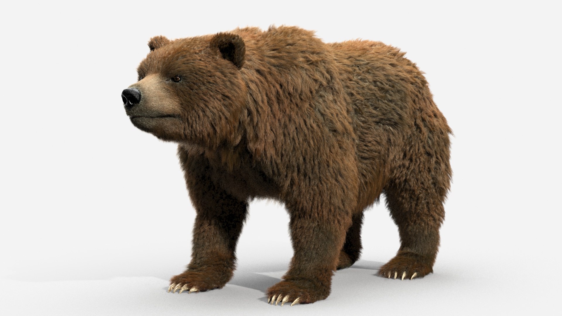 3D brown bear https://p.turbosquid.com/ts-thumb/5v/NLkmqG/njio1mZK/13/jpg/1564333346/1920x1080/fit_q87/967269499b453e3f00cdcf30789dfa17c03883b9/13.jpg