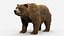 Brown Bear