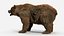 Brown Bear
