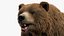 Brown Bear