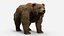 Brown Bear