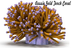 3d obj sea corals aussie gold