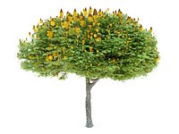 SIBIPIRUNA