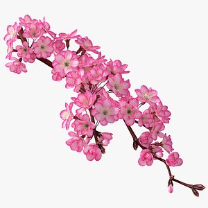 Realistic Sakura Branch
