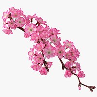 Realistic Sakura Branch