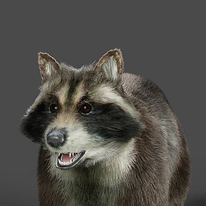 Fur Raccoon NO Rigged 3D model