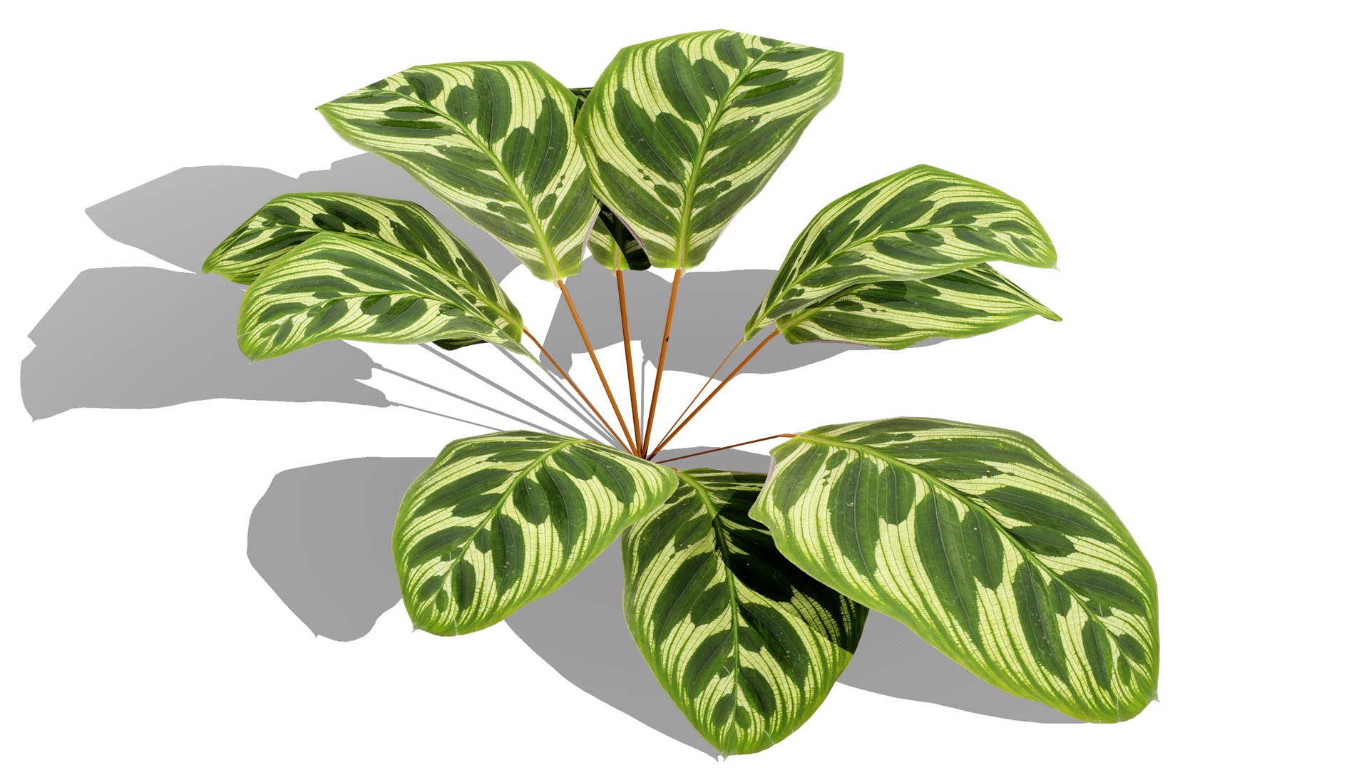 3D Tropical Foliage for Games and Archviz 3D model https://p.turbosquid.com/ts-thumb/5v/rebSZh/fi/tree1l/jpg/1760096398/1920x1080/fit_q87/39de2b29520ef63afce2371681524ec8e63ad3d7/tree1l.jpg