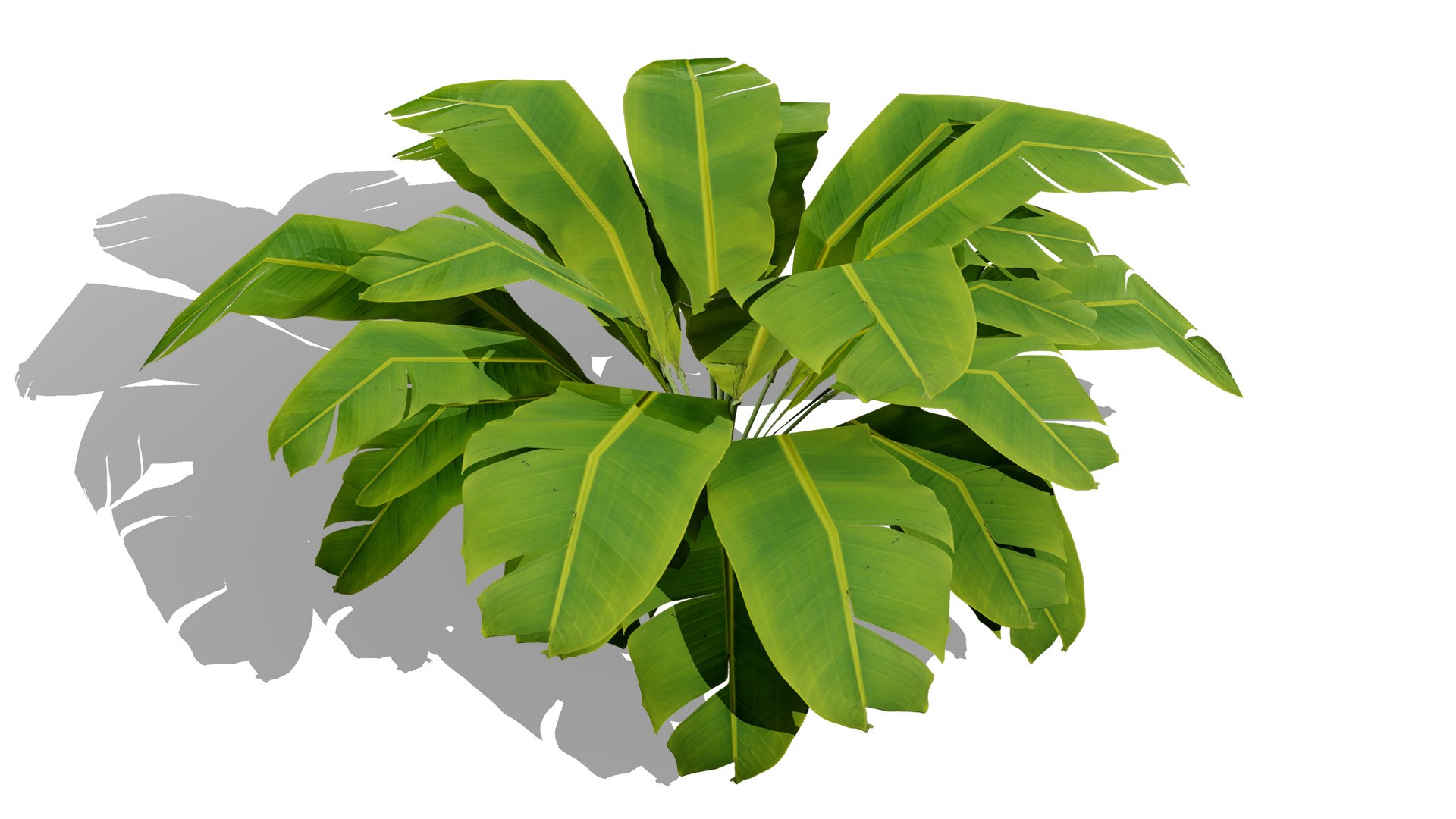 3D Tropical Foliage for Games and Archviz 3D model https://p.turbosquid.com/ts-thumb/5v/rebSZh/lo/tree4l/jpg/1760096403/1920x1080/fit_q87/121b3001f4c178483c22405cdf4adf41f6a14e77/tree4l.jpg