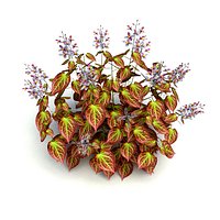 Epimedium x rubrum-Barrenwor