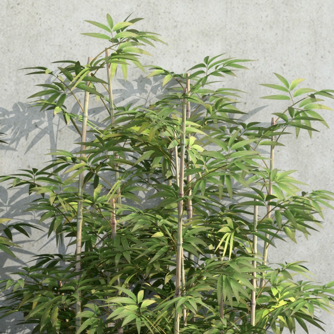 bamboo plants 3d model https://p.turbosquid.com/ts-thumb/5v/zxgXmj/f81HPsvH/plant_37_01_05/jpg/1482242998/1920x1080/fit_q87/74f030f21e5a8264b5f55033b497bad119d9f61f/plant_37_01_05.jpg