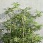 Plants collection 37  Bamboo