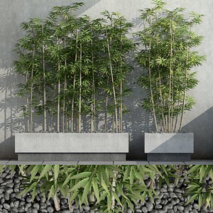 bamboo plants 3d model