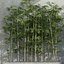 Plants collection 37  Bamboo