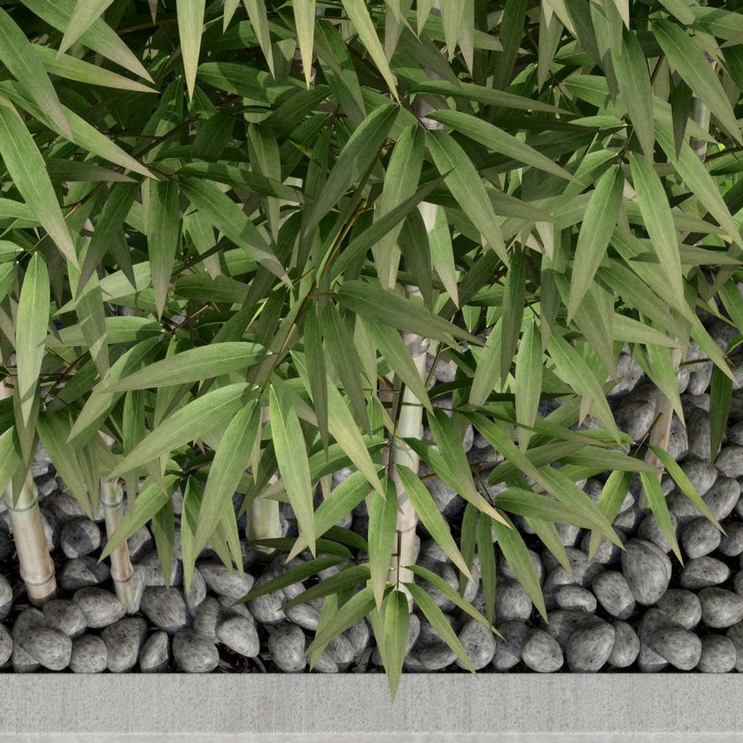 bamboo plants 3d model https://p.turbosquid.com/ts-thumb/5v/zxgXmj/pHJ6YqFG/plant_37_02_07/jpg/1482243031/1920x1080/fit_q87/ec60e59babe934eb45d3e0d33ae7c7a91594e29b/plant_37_02_07.jpg