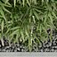 Plants collection 37  Bamboo