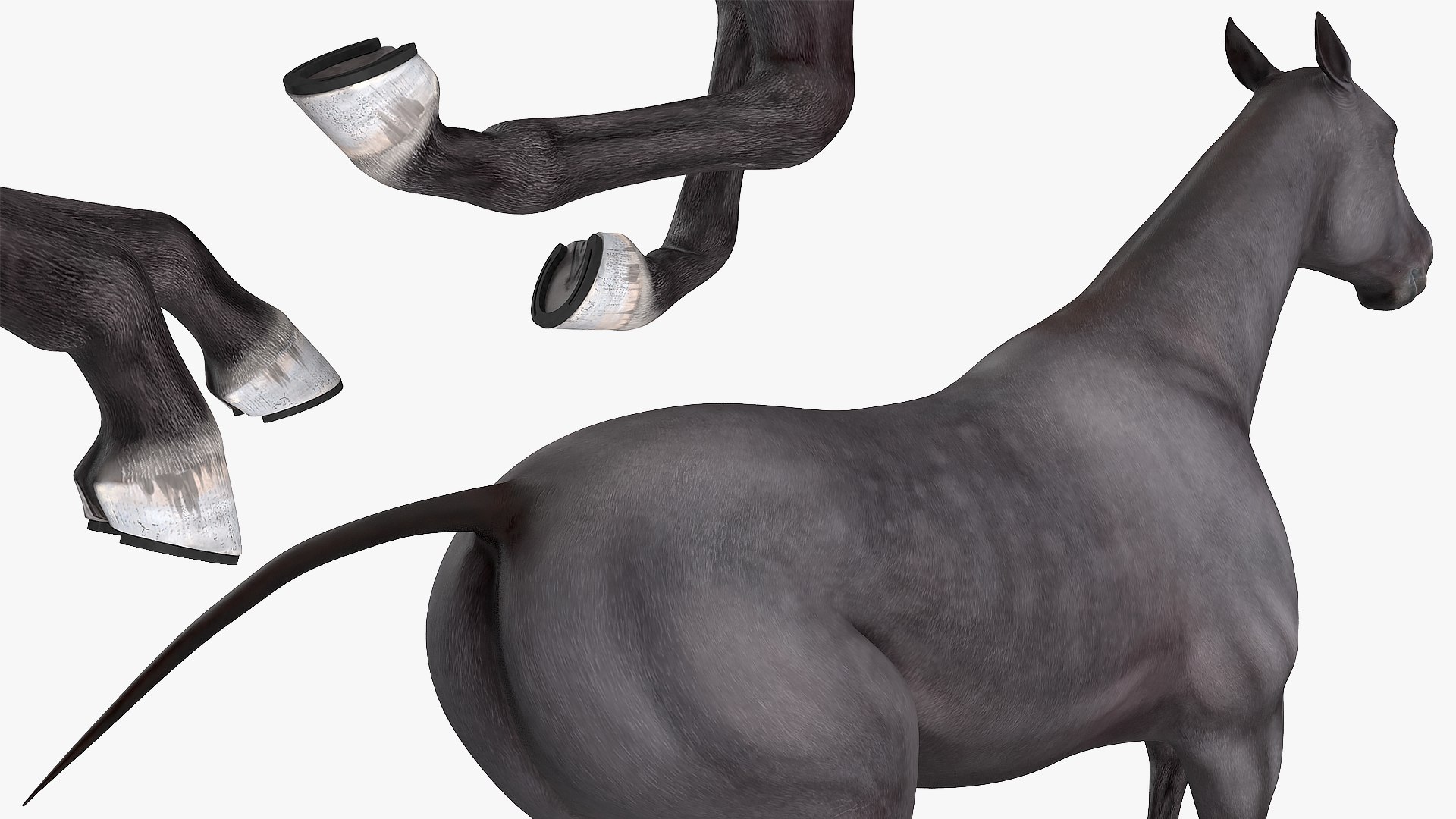 gallop black horse 3D model https://p.turbosquid.com/ts-thumb/5w/16Fy6b/3TZOeWtg/gallopblackhorsec4dmodel011/jpg/1572338627/1920x1080/fit_q87/b7101202b772f8663baf56ef31b80a09ca976f09/gallopblackhorsec4dmodel011.jpg