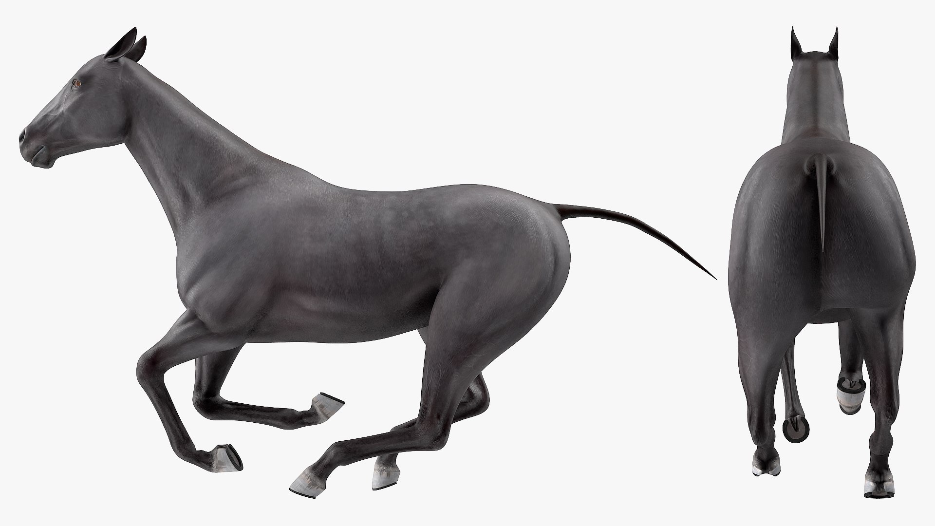 gallop black horse 3D model https://p.turbosquid.com/ts-thumb/5w/16Fy6b/EMXPKlWW/gallopblackhorsec4dmodel007/jpg/1572338605/1920x1080/fit_q87/e00def2bbb78df5f5b709bfb7fc6618854beb869/gallopblackhorsec4dmodel007.jpg