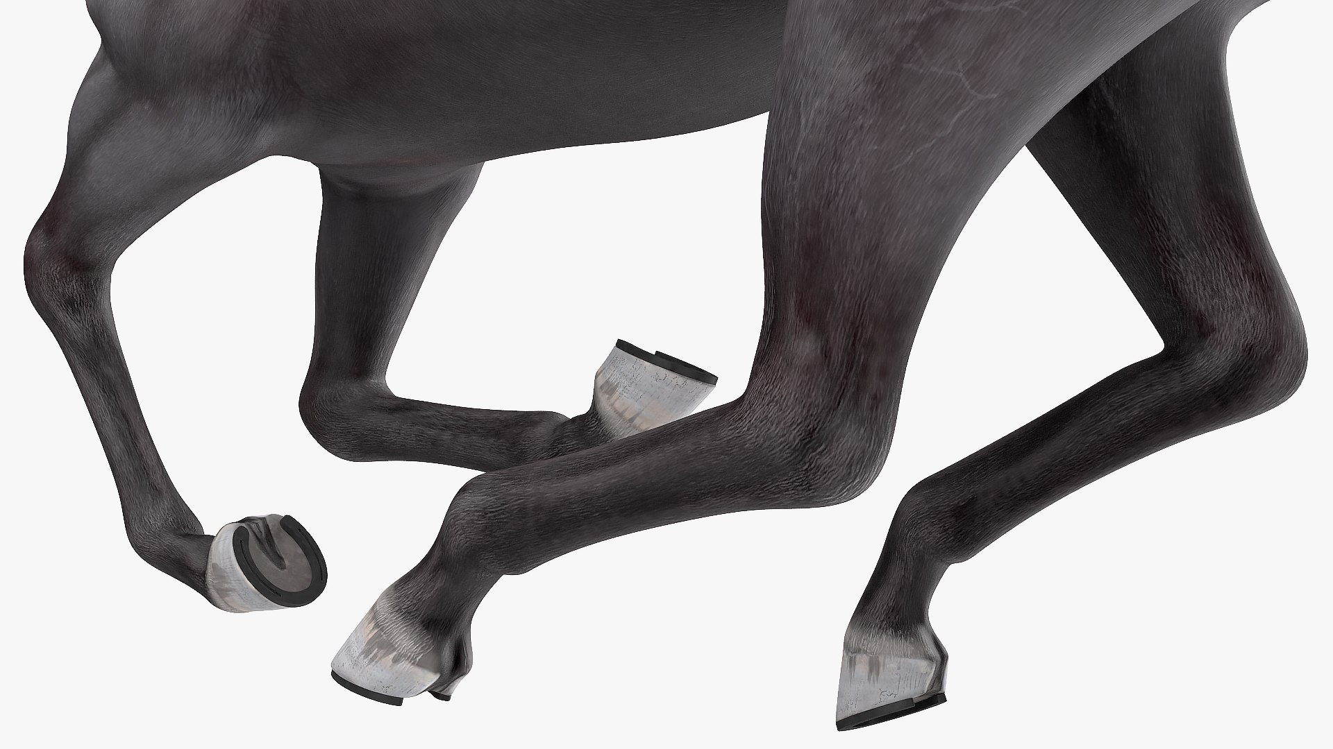 gallop black horse 3D model https://p.turbosquid.com/ts-thumb/5w/16Fy6b/GkBEq4dl/gallopblackhorsec4dmodel010/jpg/1572338622/1920x1080/fit_q87/8d5c6d71ec065f795e91b41cd1511987be557369/gallopblackhorsec4dmodel010.jpg